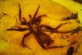 Detailed Fossil Spider (Araneae) in Baltic Amber #166210-1